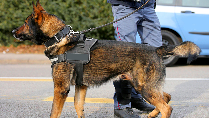 K9 Unit (Dog Security Services)